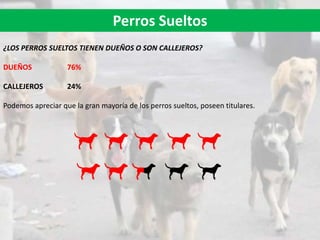 Perros Sueltos
¿LOS PERROS SUELTOS TIENEN DUEÑOS O SON CALLEJEROS?
DUEÑOS 76%
CALLEJEROS 24%
Podemos apreciar que la gran mayoría de los perros sueltos, poseen titulares.
 