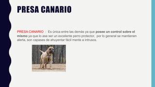 PRESA CANARIO
PRESA CANARIO : Es única entre las demás ya que posee un control sobre el
mismo ya que lo ase ser un excelente perro protector, por lo general se mantienen
alerta, son capases de ahuyentar fácil mente a intrusos.
 