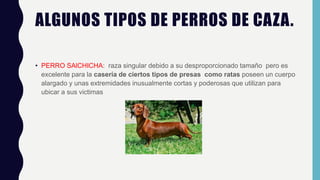 ALGUNOS TIPOS DE PERROS DE CAZA.
• PERRO SAlCHICHA: raza singular debido a su desproporcionado tamaño pero es
excelente para la casería de ciertos tipos de presas como ratas poseen un cuerpo
alargado y unas extremidades inusualmente cortas y poderosas que utilizan para
ubicar a sus victimas
 