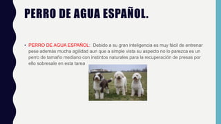PERRO DE AGUA ESPAÑOL.
• PERRO DE AGUA ESPAÑOL: Debido a su gran inteligencia es muy fácil de entrenar
pese además mucha agilidad aun que a simple vista su aspecto no lo parezca es un
perro de tamaño mediano con instintos naturales para la recuperación de presas por
ello sobresale en esta tarea
 