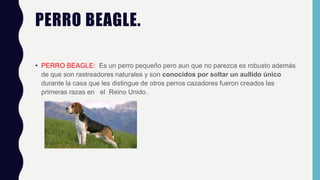 PERRO BEAGLE.
• PERRO BEAGLE: Es un perro pequeño pero aun que no parezca es robusto además
de que son rastreadores naturales y son conocidos por soltar un aullido único
durante la casa que les distingue de otros perros cazadores fueron creados las
primeras razas en el Reino Unido.
 