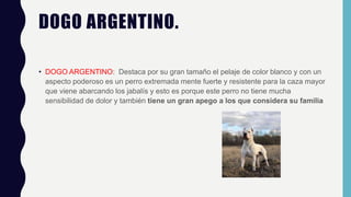 DOGO ARGENTINO.
• DOGO ARGENTINO: Destaca por su gran tamaño el pelaje de color blanco y con un
aspecto poderoso es un perro extremada mente fuerte y resistente para la caza mayor
que viene abarcando los jabalís y esto es porque este perro no tiene mucha
sensibilidad de dolor y también tiene un gran apego a los que considera su familia
 