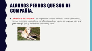ALGUNOS PERROS QUE SON DE
COMPAÑÍA.
• LABRADOR RETRIEVER : es un perro de tamaño mediano con un pelo dorado,
negro o chocolate es excelente para familias activas ya que es un perro con una
gran energía y muy amable con personas y niños
 