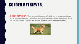 GOLDEN RETRIEVER.
• GODEN RETRIEVER: Tiene un manto largo dorado de joven es un perro activo pero
en su etapa adulta suelen volverse un poco mas tranquilos, adora nadar es un perro
fiel con sus dueños y también es de fácil adiestramiento y mantenimiento.
 