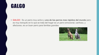 GALGO
• GALGO: Es un perro muy activo y uno de los perros mas rápidos del mundo pero
es muy tranquilo en lo que se trata del hogar es un perro emocional, cariñoso, y
afectuoso, es un buen perro para familias grandes
 