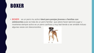 BOXER
• BOXER : es un perro mu activo ideal para parejas jóvenes o familias con
adolecentes pues se trata de un perro familiar que adora hacer ejercicio jugar y
mostrarse siempre activo es un perro cariñoso y muy leal tiende a ser amable incluso
algunas veces con desconocidos.
 