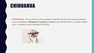 CHIHUAHUA
• CHIHUAHUA: Es una raza de perro pequeña a demás de ser una mascota adorable
es un compañero inteligente, inquieto y curioso que ofrecerá todo, a quienes cuiden
de el, procede la raza originaria de México
 