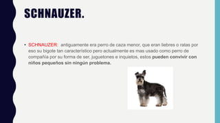 SCHNAUZER.
• SCHNAUZER: antiguamente era perro de caza menor, que eran liebres o ratas por
eso su bigote tan característico pero actualmente es mas usado como perro de
compañía por su forma de ser, juguetones e inquietos, estos pueden convivir con
niños pequeños sin ningún problema.
 