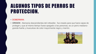 ALGUNOS TIPOS DE PERROS DE
PROTECCION.
• DOBERMAN.
• ORIGEN: Alemania descendientes del rottweiler, fue creado para que fuera capas de
proteger y que al mismo tiempo fuese apegado a las personas, es un perro mediano-
grande fuerte y musculoso de color mayormente negro y marrón.
 