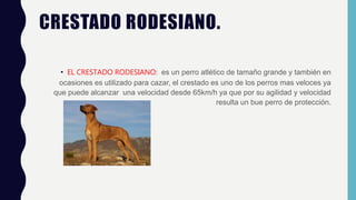 CRESTADO RODESIANO.
• EL CRESTADO RODESIANO: es un perro atlético de tamaño grande y también en
ocasiones es utilizado para cazar, el crestado es uno de los perros mas veloces ya
que puede alcanzar una velocidad desde 65km/h ya que por su agilidad y velocidad
resulta un bue perro de protección.
 