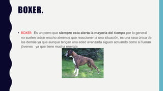 BOXER.
• BOXER: Es un perro que siempre esta alerta la mayoría del tiempo por lo general
no suelen ladrar mucho almenos que reaccionen a una situación, es una rasa única de
las demás ya que aunque tengan una edad avanzada siguen actuando como si fueran
jóvenes ya que tiene mucha energía
 