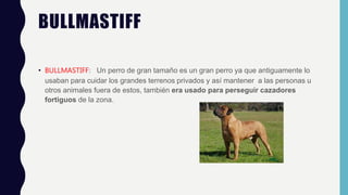 BULLMASTIFF
• BULLMASTIFF: Un perro de gran tamaño es un gran perro ya que antiguamente lo
usaban para cuidar los grandes terrenos privados y así mantener a las personas u
otros animales fuera de estos, también era usado para perseguir cazadores
fortiguos de la zona.
 