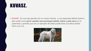 KUVASZ.
• KUVASZ: Es una raza grande con un cuerpo robusto y una capacidad atlética fuerte a
sido usado como perro cazador para perseguir jabalís, lobos y asta osos por lo
poderosos y grandes que son un ejemplar de estos puede tener una altura desde
70cm a la cruz
 