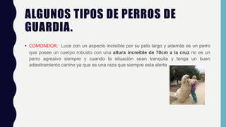 ALGUNOS TIPOS DE PERROS DE
GUARDIA.
• COMONDOR: Luce con un aspecto increíble por su pelo largo y además es un perro
que posee un cuerpo robusto con una altura increíble de 70cm a la cruz no es un
perro agresivo siempre y cuando la situación sean tranquila y tenga un buen
adiestramiento canino ya que es una raza que siempre esta alerta
 