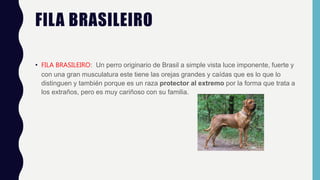 FILA BRASILEIRO
• FILA BRASILEIRO: Un perro originario de Brasil a simple vista luce imponente, fuerte y
con una gran musculatura este tiene las orejas grandes y caídas que es lo que lo
distinguen y también porque es un raza protector al extremo por la forma que trata a
los extraños, pero es muy cariñoso con su familia.
 