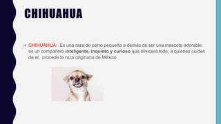 CHIHUAHUA
• CHIHUAHUA: Es una raza de perro pequeña a demás de ser una mascota adorable
es un compañero inteligente, inquieto y curioso que ofrecerá todo, a quienes cuiden
de el, procede la raza originaria de México
 