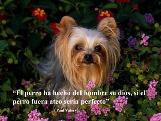 “ El perro ha hecho del hombre su dios, si el perro fuera ateo sería perfecto”   ( Paul Valery) 