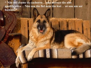 “  Não me chame de cachorro… não mereço tão alto qualificativo… Não sou tão fiel nem tão leal… só sou um ser humano”  