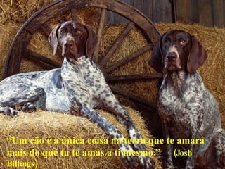 “ Um cão é a única coisa na terra que te amará mais do que tu te amas a ti mesmo.”  (Josh Billings) 