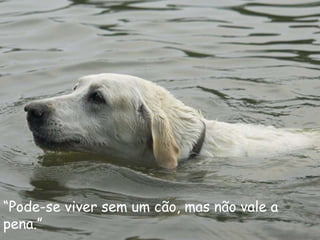 “ Pode-se viver sem um cão, mas não vale a pena.” (Heinz Rühmann) 