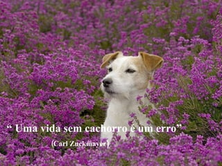 “  Uma vida sem cachorro é um erro” (Carl Zuckmayer) 