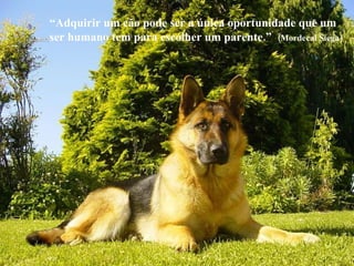 “ Adquirir um cão pode ser a única oportunidade que um ser humano tem para escolher um parente.”  (Mordecai Siega) 
