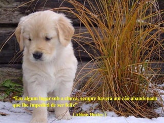 “ Em algum lugar sob a chuva, sempre haverá um cão abandonado que lhe impedirá de ser feliz” ( Aldous Huxley ) 