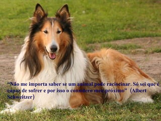 “ Não me importa saber se um animal pode raciocinar. Só sei que é capaz de sofrer e por isso o considero meu próximo”  (Albert Schweitzer)  