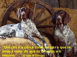 “ Um cão é a única coisa na terra que te amará mais do que tu te amas a ti mesmo.”  (Josh Billings) 