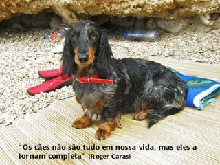 “ Os cães não são tudo em nossa vida, mas eles a tornam completa”  (Roger Caras)   