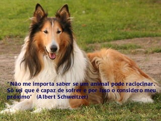 “ Não me importa saber se um animal pode raciocinar. Só sei que é capaz de sofrer e por isso o considero meu próximo”  (Albert Schweitzer)  