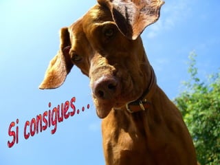 Si consigues... 