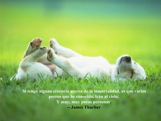 Si tengo alguna creencia acerca de la inmortalidad, es que varios perros que he conocido, irán al cielo,  Y muy, muy pocas personas .  -- James Thurber  
