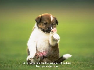 Si su perro está gordo, es que usted   no hace demasiado ejercicio- 