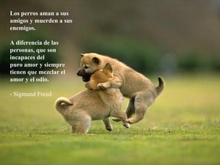 Los perros aman a sus amigos y muerden a sus enemigos.  A diferencia de las personas, que son incapaces del  puro amor y siempre tienen que mezclar el amor y el odio. - Sigmund Freud 