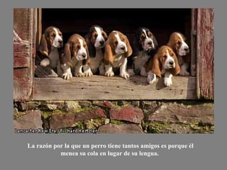 La razón por la que un perro tiene tantos amigos es porque él  menea su cola en lugar de su lengua.   