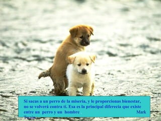 Si sacas a un perro de la miseria, y le proporcionas bienestar, no se volverá contra tí. Esa es la principal diferecia que existe entre un  perro y un  hombre  .  Mark Twain 