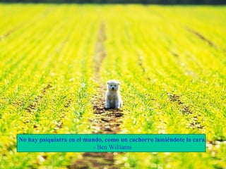 No hay psiquiatra en el mundo, como un cachorro lamiéndote la cara. - Ben Williams 