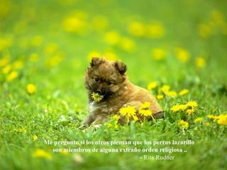 Me pregunto si los otros piensan que los perros lazarillo son miembros de alguna extraño orden religiosa   .. -  Rita Rudner 