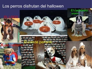 Los perros disfrutan del hallowen
                                     El cachorero
                                     enano
  EL LOCO




                 El conde perruno
Super cachorro
 