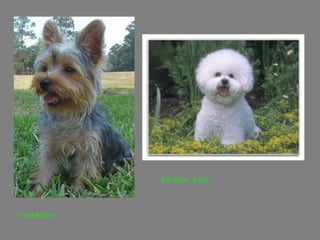 Yorkshire Bichon  frise   