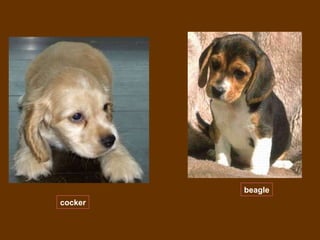 cocker beagle 