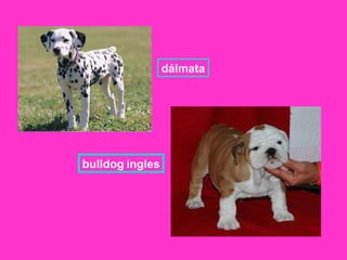 bulldog   ingles dálmata 