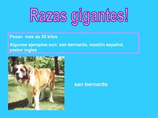 Razas gigantes!  Pesan  mas de 50 kilos  Algunos ejemplos son: san bernardo, mastiín español, pastor ingles san bernardo 