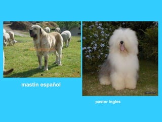 mastin español pastor ingles 