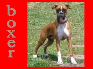 boxer 