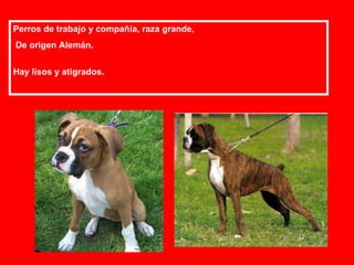 Perros de trabajo y compañía, raza grande, De origen Alemán. Hay lisos y atigrados. 