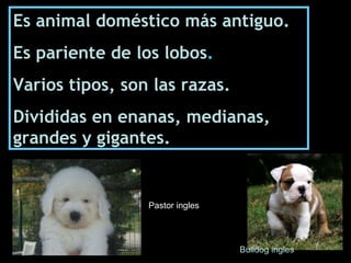 Es animal doméstico más antiguo.  Es pariente de los lobos . Varios tipos, son las razas. Divididas en enanas, medianas, grandes y gigantes. Bulldog ingles Pastor ingles 