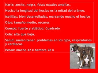 Nariz: ancha, negra, fosas nasales amplias.  Hocico la longitud del hocico es la mitad del cráneo.  Mejillas: bien desarrolladas, marcando mucho el hocico  Ojos: tamaño medio, oscuros  Cuerpo: fuerte y atlético. Cuadrado  Cola: alta que baja.  Salud: suelen tener  problemas en los ojos, respiratorios y cardiacos.  Pesan: macho 32 k hembra 28 k 