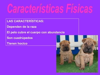 Características Físicas  LAS CARACTERÍSTICAS: Dependen de la raza  El pelo cubre el cuerpo con abundancia Son cuadrúpedos Tienen hocico 